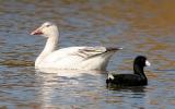 Snow Goose, juv. with American Coot (#1 of 3)