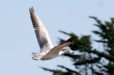 Snow Goose, juv. (#3 of 3)