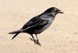 Common Raven (#2 of 3)