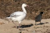 Snow Goose, juv. with American Coot (#2 of 3)