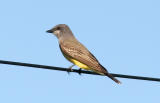 Cassins Kingbird