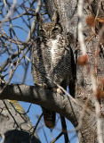 Great Horned Owl (#2 of 2)