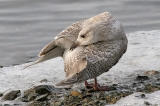 Kumliens Iceland Gull, 1st cycle 