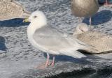 Kumliens Iceland Gull, 3rd cycle
