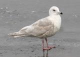 Kumliens Iceland gull, 2nd cycle