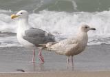 Left to right: adult Western Gull, 1st cycle Thayers Gull