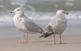 Herring Gulls, 3rd cycle (left) with 2nd cycle
