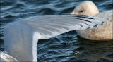 Kumlien's Iceland Gull, basic adult dorsal primaries
