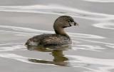 Pied-billed Grebe, alternate