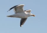 Western Gull, adult #1 of 2)