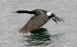 Pelagic Cormorant, alternate adult