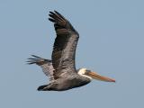 Brown Pelican, basic adult