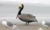 Brown Pelican, prealternate adult