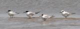 Forsters Terns, various ages