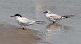Forsters Terns, 2nd cycle (left) with 1st cycle