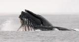 Humpback Whales, lunge-feeding (#3 of 3)