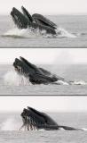 Scroll: Humpback Whales, lunge-feeding