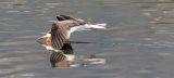 Black Skimmer, 1st cycle