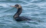 Brandt's Cormorant, alternate adult