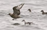 Pomarine Jaeger, 1st summer with Bullers Shearwater