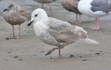 Glaucous-winged Gull, 2nd cycle (1 of 2)