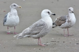ICELAND GULL, 2nd cycle (2 of 2)