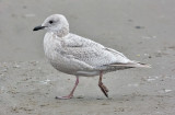 possible Kumliens Iceland Gull, bleached 1st cy 