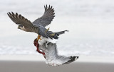 Peregrine Falcon, adult male with CAGU carcass