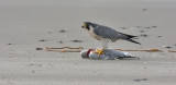 Peregrine Falcon, adult male with CAGU carcass