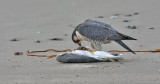 Peregrine Falcon, adult male with CAGU carcass
