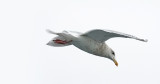 Glaucous-winged Gull, 3rd cycle