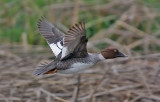 Common Goldeneye, female