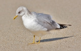 probable  Mew Gull, basic adult. Note pale eye