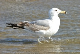 California Gull, presumed albertaensis ssp, 2nd cycle