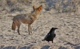 Common Raven with American Coyote