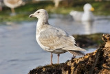 Glaucous-winged Gull, 2nd cycle