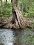 Cypress Tree, Rio Sabinas, Olympus E-420