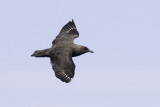 South Polar Skua