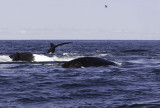 Northern Right Whales