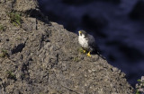 My first Peregrine Falcon!