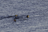 Family group of 4 river otters at Deep Cove