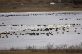 Canada Geese and Tundra Swans