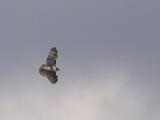 Red-tailed Hawk - immature