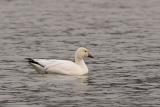 Snow Goose