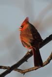 Cardinal - male