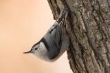 White-breasted Nuthatch