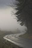 Foggy road home