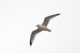 Ring-billed Gull