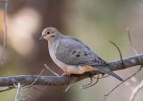 Mourning Dove