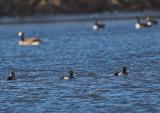 Ring-necked Duck